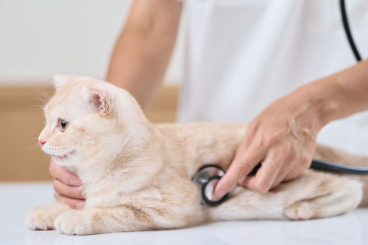 体に優しい動物の総合病院