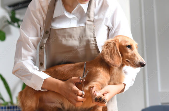 慢性の皮膚病は薬物療法で治し、コントロールはスキンケアで