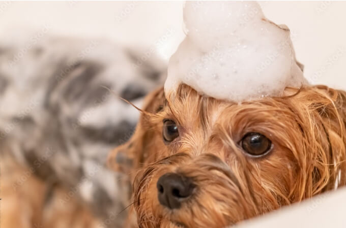 トリミング時の皮膚検診とシャンプー療法で悪化を防ぎます