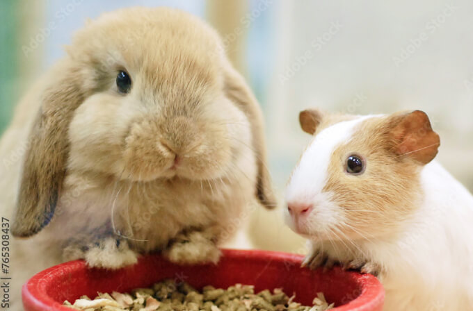 小動物の病気について