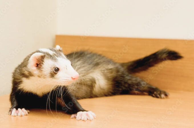 小動物の病気について